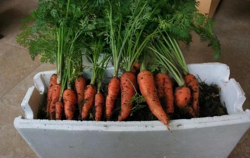 阳台|自己种菜，丰衣足食，适合阳台种的“5种菜”，秋天别错过