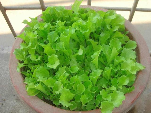 阳台|自己种菜，丰衣足食，适合阳台种的“5种菜”，秋天别错过