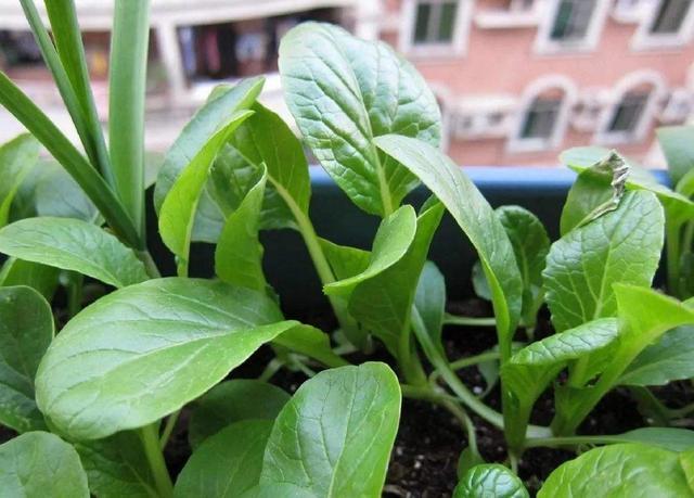 阳台|自己种菜，丰衣足食，适合阳台种的“5种菜”，秋天别错过