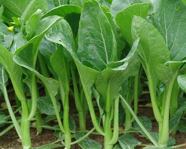 阳台|自己种菜，丰衣足食，适合阳台种的“5种菜”，秋天别错过