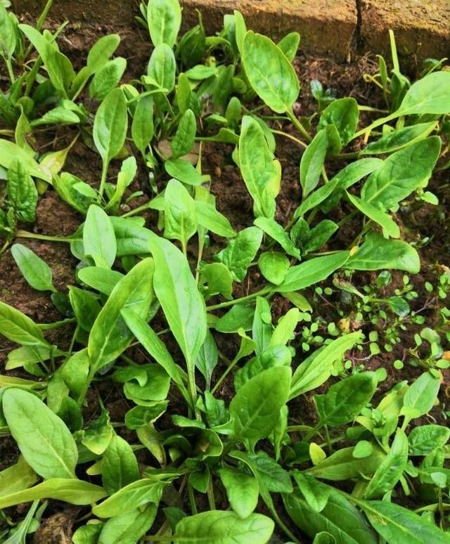 阳台|自己种菜，丰衣足食，适合阳台种的“5种菜”，秋天别错过