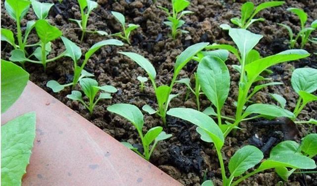 阳台|自己种菜，丰衣足食，适合阳台种的“5种菜”，秋天别错过