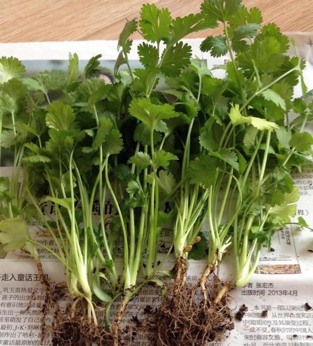 阳台|自己种菜，丰衣足食，适合阳台种的“5种菜”，秋天别错过