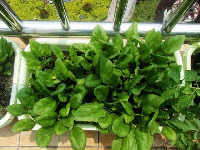 阳台|自己种菜，丰衣足食，适合阳台种的“5种菜”，秋天别错过