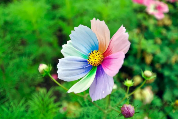 灵签占卜4朵七色堇你喜欢哪一朵测你的晚年生活是享福还是受罪