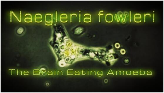 食脑虫|可怕！美疾控中心警告：“食脑虫”正“进军”美国并向北迁徙