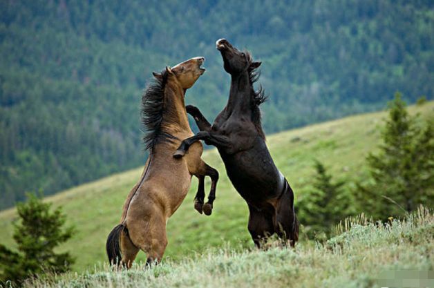 惹不起的生肖马10月15是你最大的转运日后半生马到成功