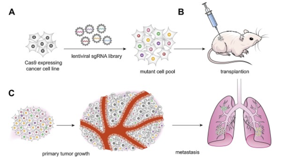 乳腺癌|【诺奖时间】基因“魔剪”和乳腺癌的不解之缘