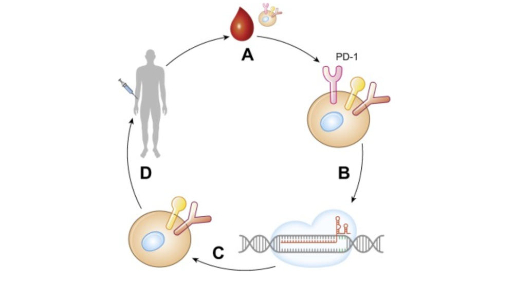 乳腺癌|【诺奖时间】基因“魔剪”和乳腺癌的不解之缘
