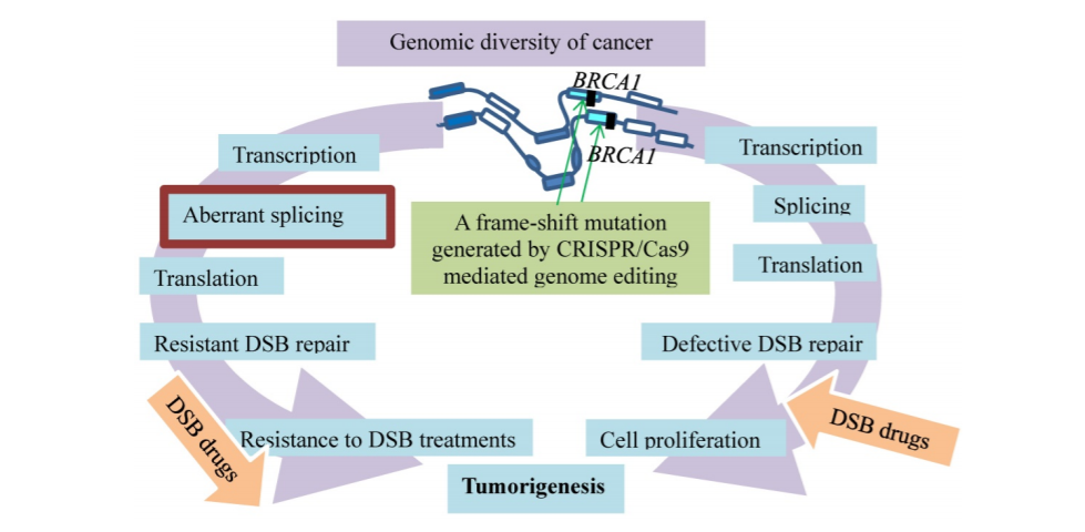 乳腺癌|【诺奖时间】基因“魔剪”和乳腺癌的不解之缘
