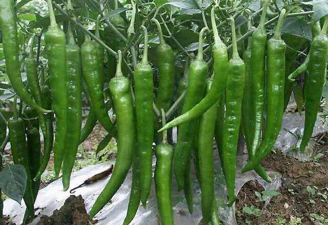 追肥|大棚蔬菜辣椒叶面喷什么肥？辣椒增产用什么肥料？辣椒膨大用什么？