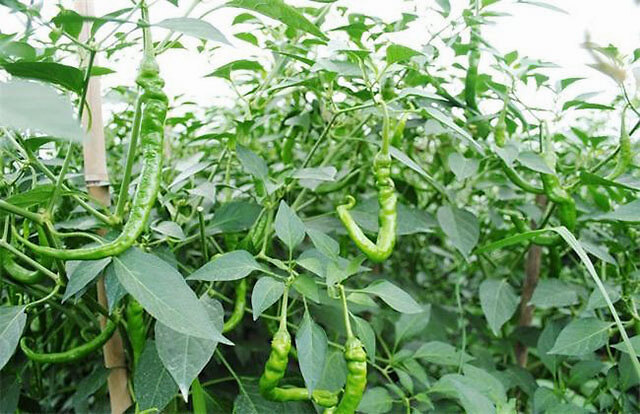 追肥|大棚蔬菜辣椒叶面喷什么肥？辣椒增产用什么肥料？辣椒膨大用什么？