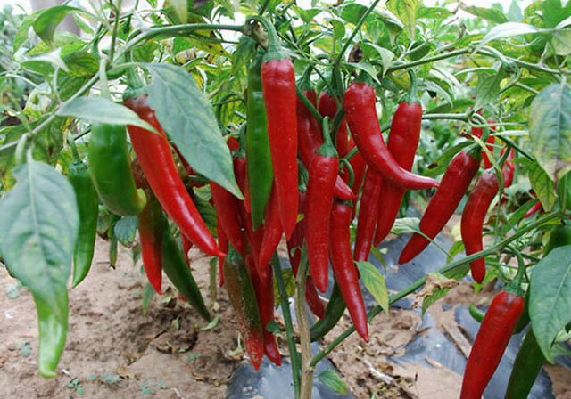 追肥|大棚蔬菜辣椒叶面喷什么肥？辣椒增产用什么肥料？辣椒膨大用什么？