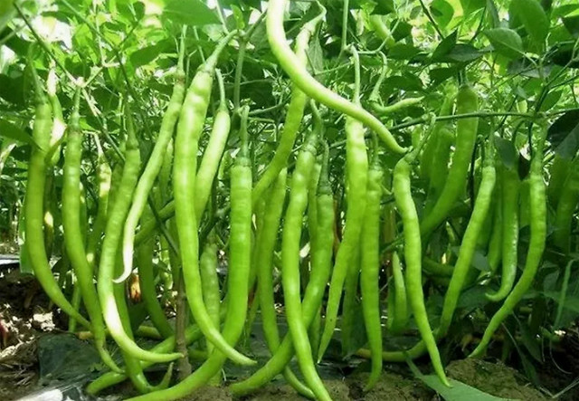 追肥|大棚蔬菜辣椒叶面喷什么肥？辣椒增产用什么肥料？辣椒膨大用什么？