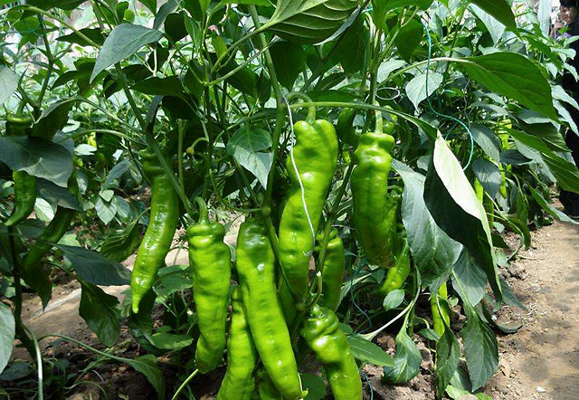 追肥|大棚蔬菜辣椒叶面喷什么肥？辣椒增产用什么肥料？辣椒膨大用什么？