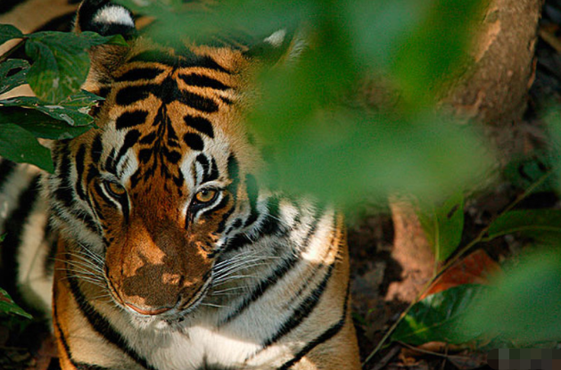 虎虎虎:2月"双喜临门"福从天降,家有属虎的快快出来接喜了!