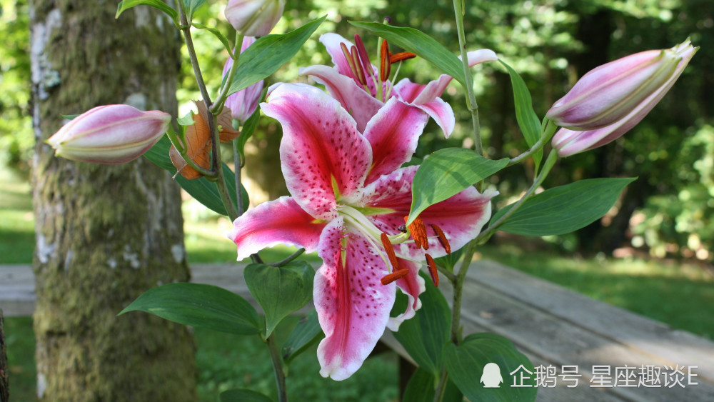 10月9日星座运势 白羊灵活变通 狮子重燃斗志 双鱼如履薄冰 腾讯新闻
