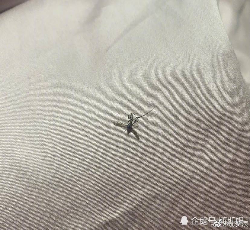 沈梦辰|沈梦辰深夜发文引热议，难道与海涛出现感情危机？看到配图服了