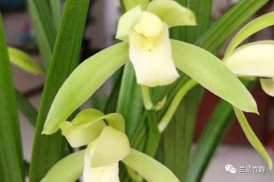 兰花怎么养 开花最勤的兰花是什么兰 腾讯新闻