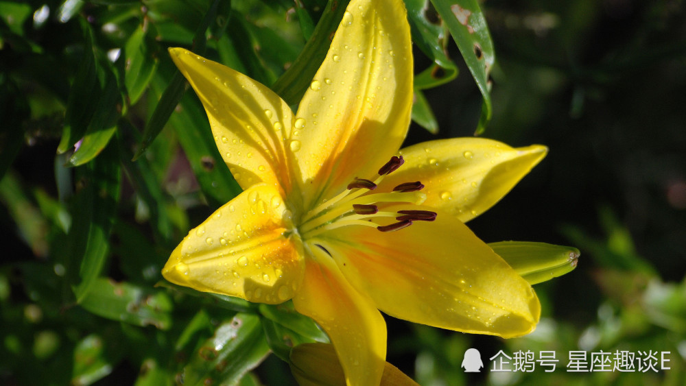 10月10日 日星座运势 金牛水到渠成 天秤付出努力 双鱼寻求突破 腾讯新闻