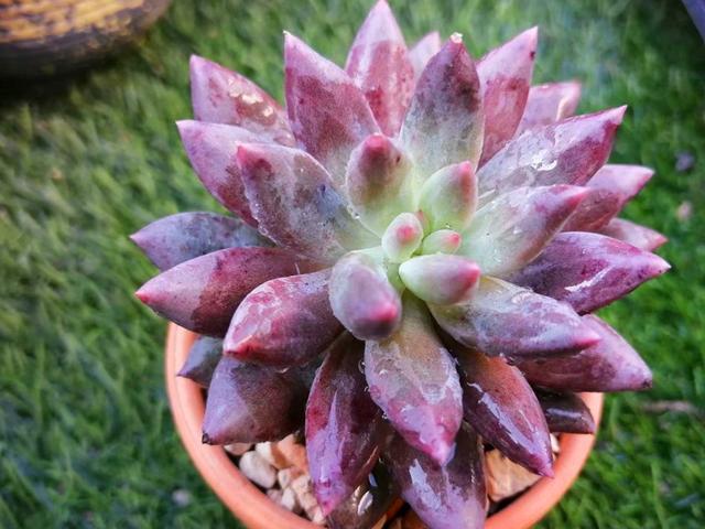 多肉婴儿手指.所罗门.红蜻蜓是一个品种吗?肯定不是,区别很大