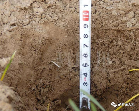 分蘖|小麦播种量多少最合适？小麦播种行距间隔多少有助于高产？