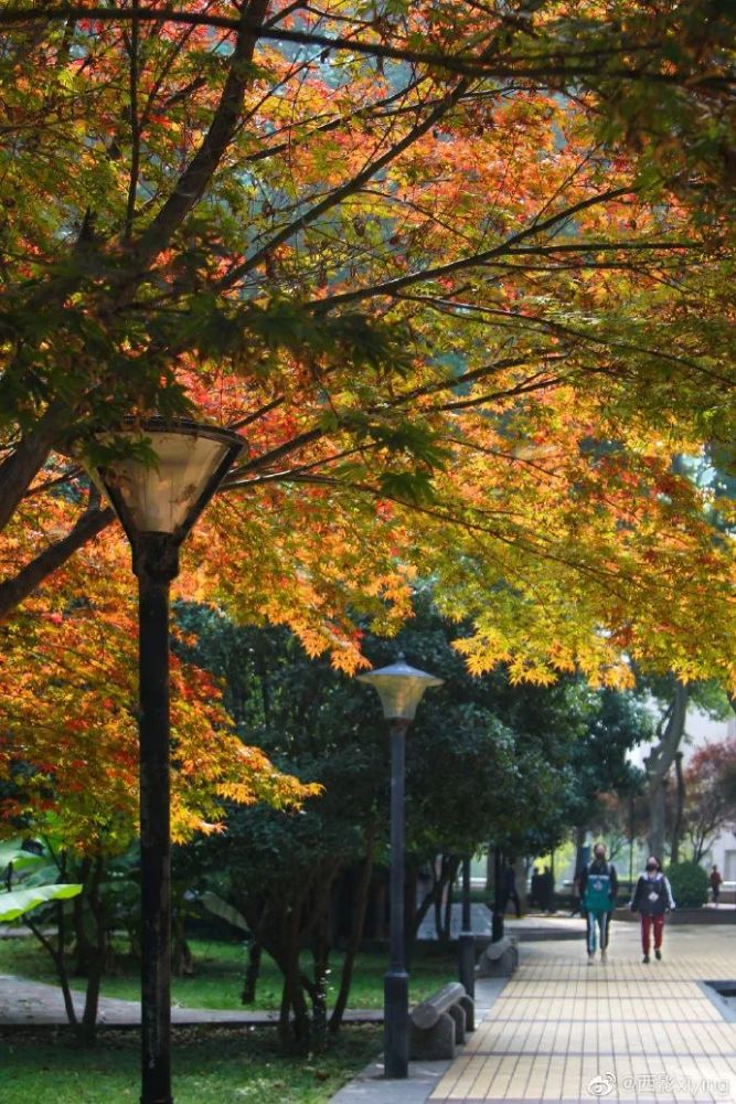 秋天|我想把一整个秋天送给你