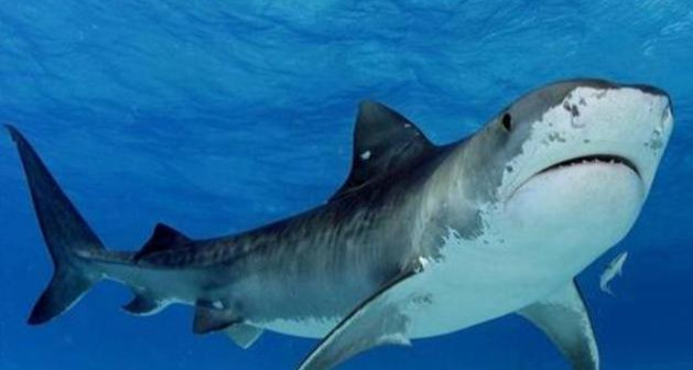 贝加尔湖|贝加尔湖是淡水湖，离海洋有2000多公里，为什么有海洋生物？