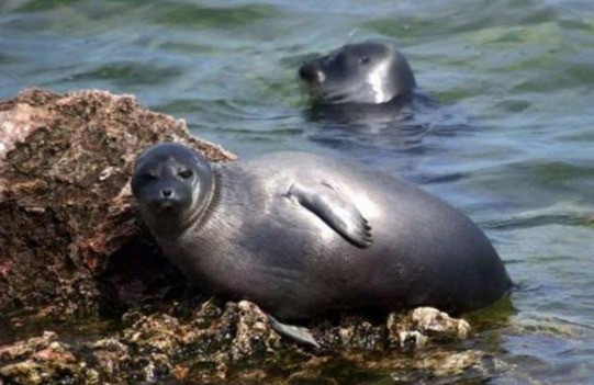 贝加尔湖|贝加尔湖是淡水湖，离海洋有2000多公里，为什么有海洋生物？