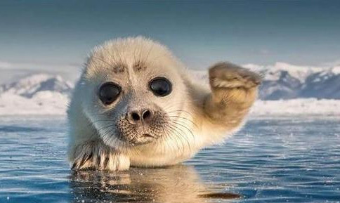 贝加尔湖|贝加尔湖是淡水湖，离海洋有2000多公里，为什么有海洋生物？