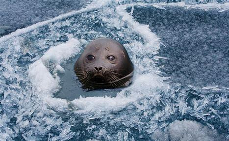 贝加尔湖|贝加尔湖是淡水湖，离海洋有2000多公里，为什么有海洋生物？