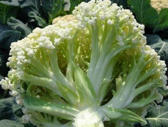 超市买花菜,"散花"和"紧花"究竟有啥区别?看后别再瞎买了