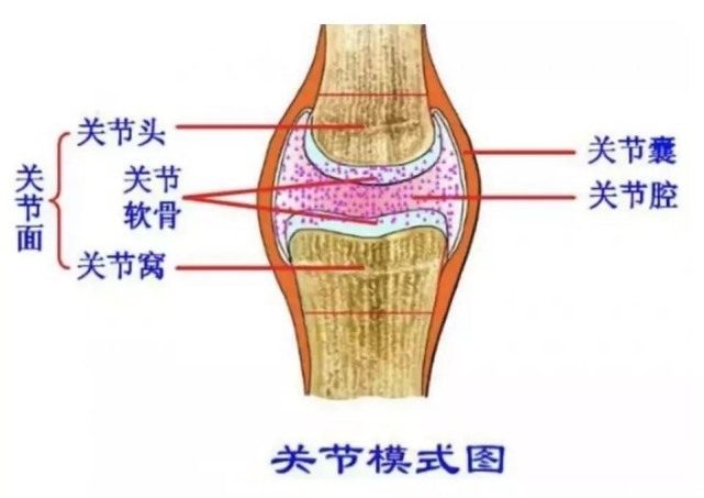 关节软骨一旦受损 骨头磨骨头 太疼了 教你3招轻松预防 关节软骨 膝关节 软骨损伤