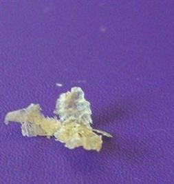 近视|吃萝卜会导致一直放屁吗？动物有近视眼吗？