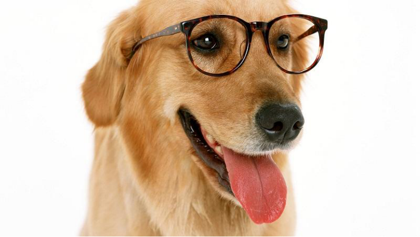 近视|吃萝卜会导致一直放屁吗？动物有近视眼吗？