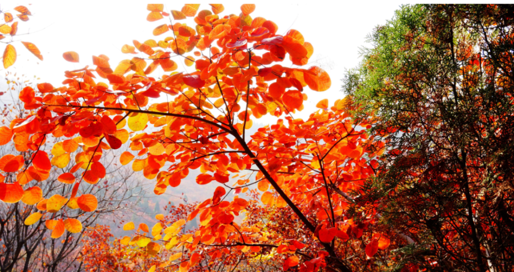 古诗词|【诗词鉴赏】寒露观红叶，一起欣赏古诗词里的红叶吧！