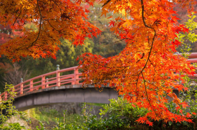 古诗词|【诗词鉴赏】寒露观红叶，一起欣赏古诗词里的红叶吧！