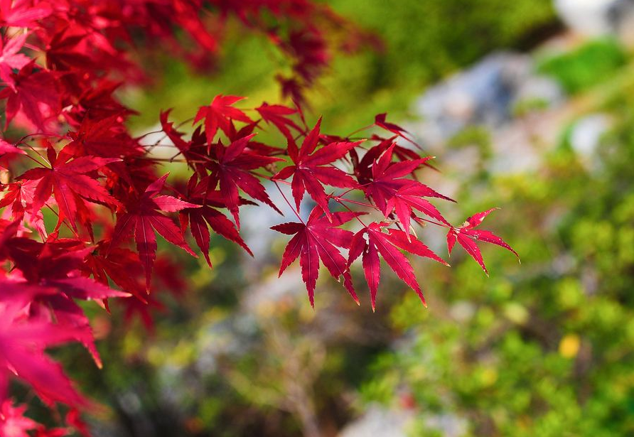 古诗词|【诗词鉴赏】寒露观红叶，一起欣赏古诗词里的红叶吧！