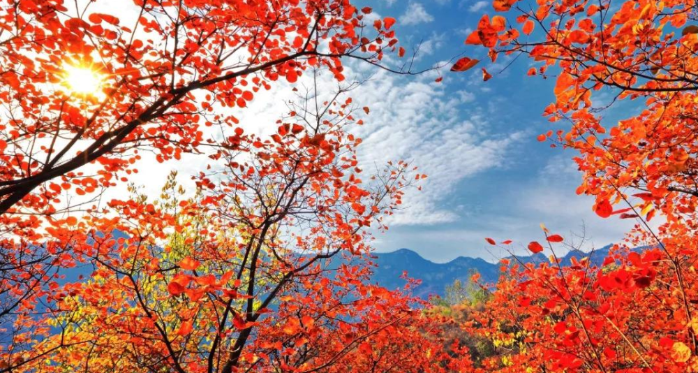 古诗词|【诗词鉴赏】寒露观红叶，一起欣赏古诗词里的红叶吧！