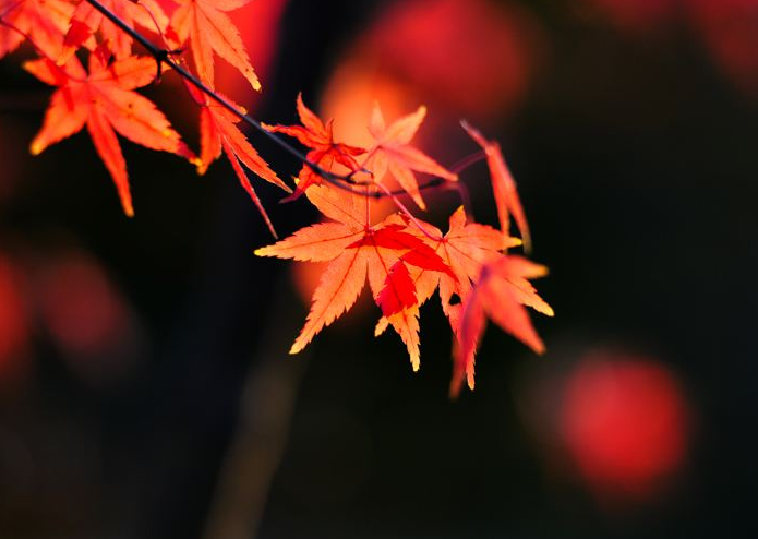 古诗词|【诗词鉴赏】寒露观红叶，一起欣赏古诗词里的红叶吧！