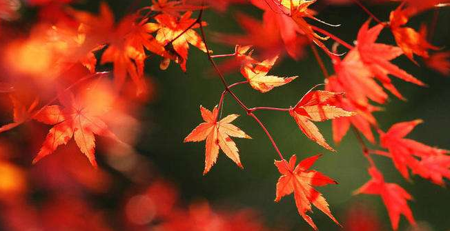 古诗词|【诗词鉴赏】寒露观红叶，一起欣赏古诗词里的红叶吧！