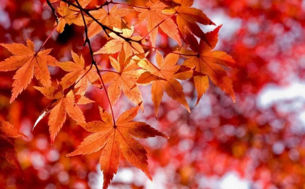 古诗词|【诗词鉴赏】寒露观红叶，一起欣赏古诗词里的红叶吧！