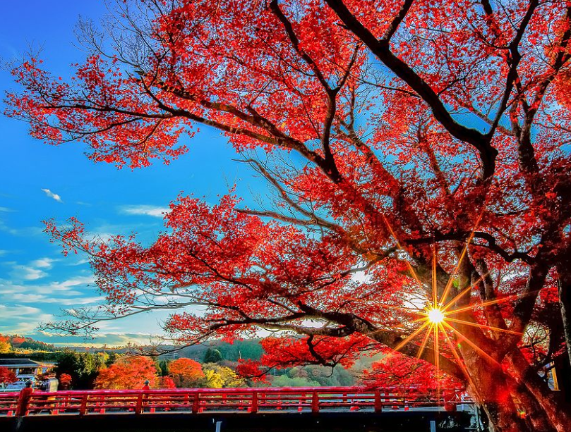 古诗词|【诗词鉴赏】寒露观红叶，一起欣赏古诗词里的红叶吧！