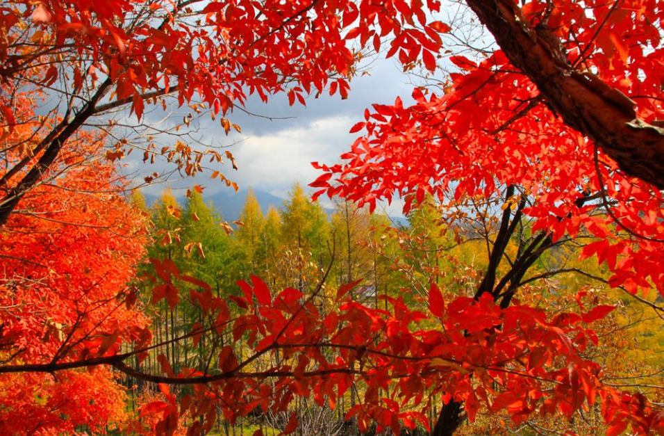 古诗词|【诗词鉴赏】寒露观红叶，一起欣赏古诗词里的红叶吧！