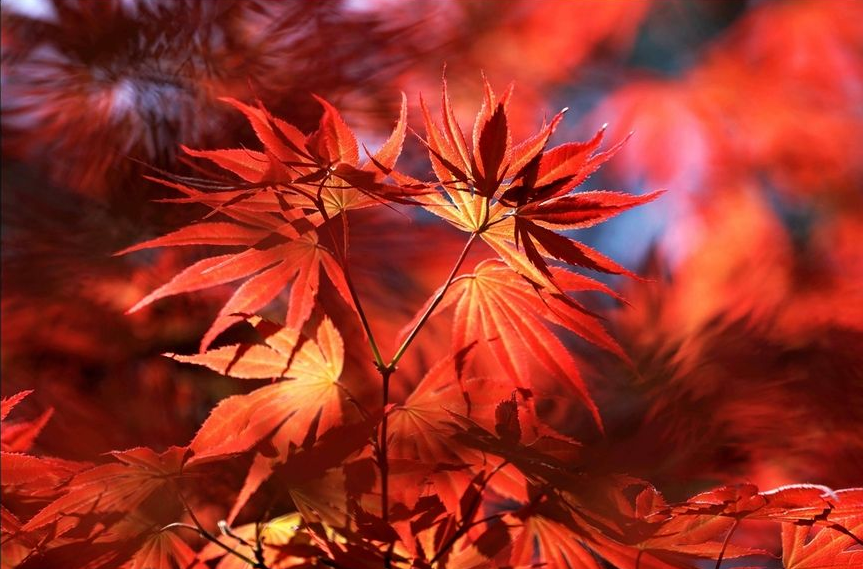 古诗词|【诗词鉴赏】寒露观红叶，一起欣赏古诗词里的红叶吧！