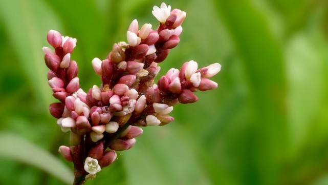农村一种湿地里的野草花 连古诗词里都有描述 可盆栽可药用 红蓼 农村 蓼花