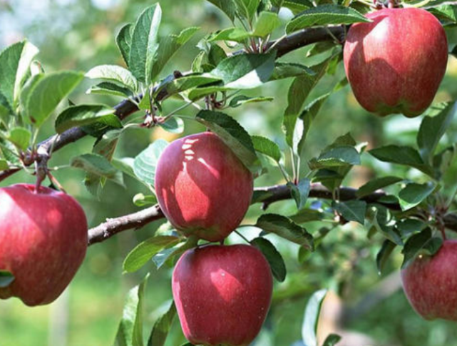 古代的苹果不叫苹果 而是一个很有诗意的名字 日语至今仍保留 苹果 植物 日语 林檎 日本 林禽