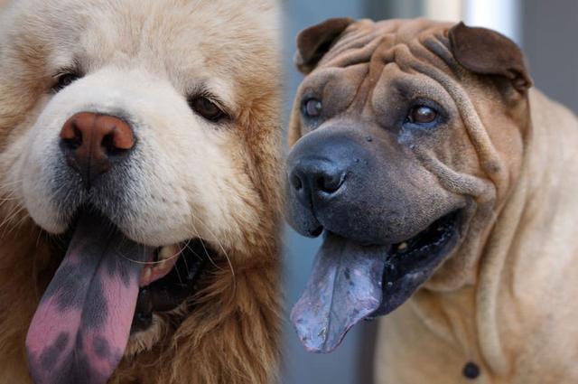 6个关于狗的冷知识 斑点狗出生没有斑 5000狗的大部队 腾讯新闻