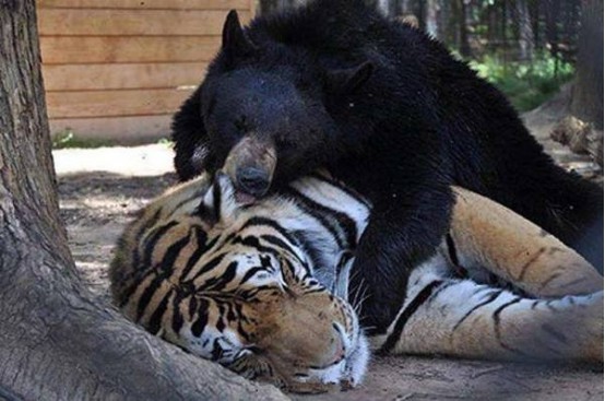 熊虎之士( 熊虎之士怎么用 )