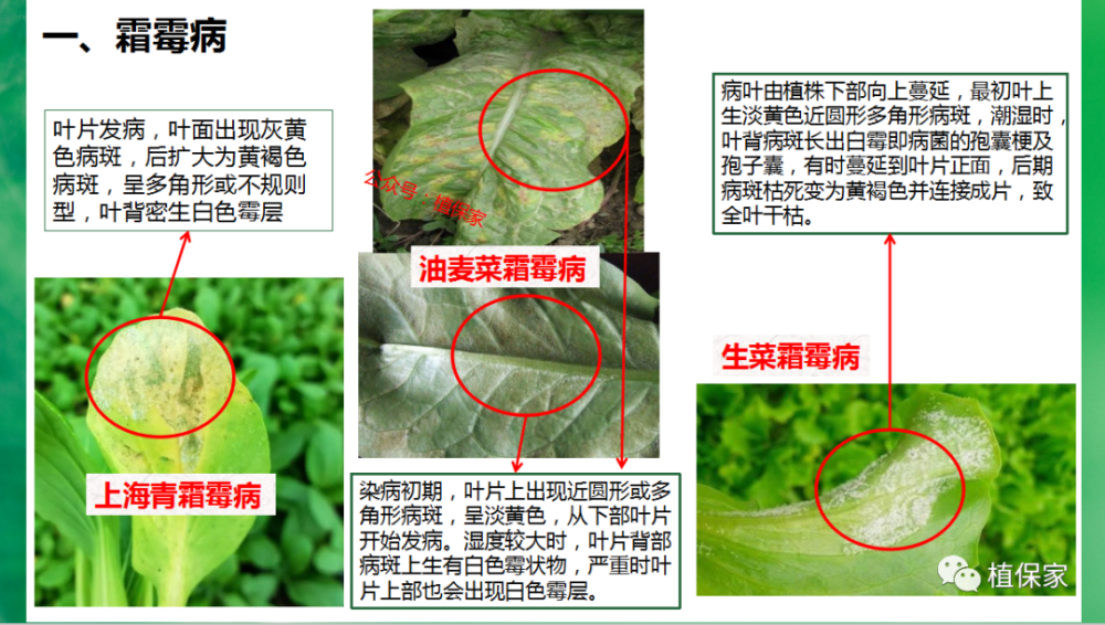 植保 叶菜常见病虫害高清图谱 青菜 油麦菜 生菜 白菜 10月份桃树如何管理 腾讯新闻